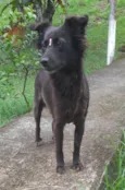 Amora