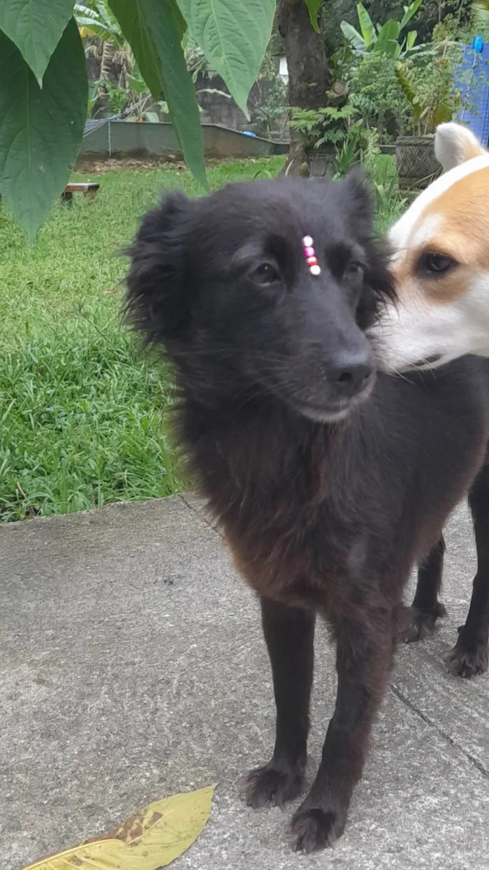 Cachorro ra a SRD-ViraLata idade 1 ano nome Amora