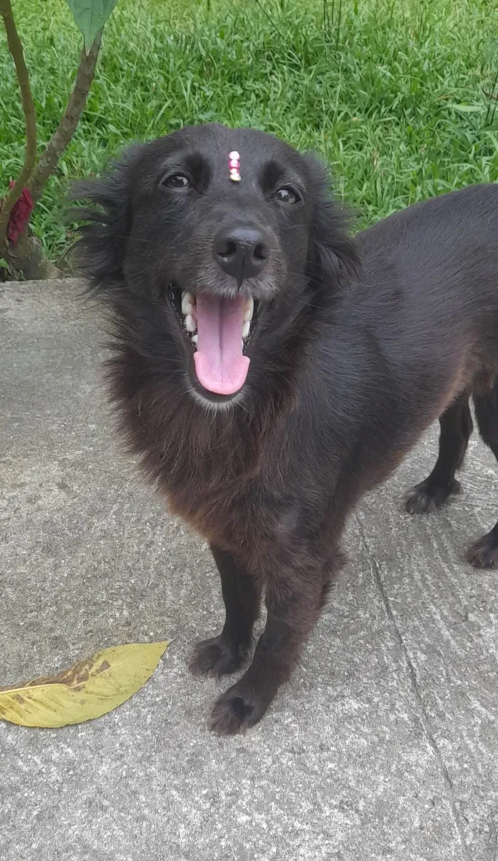 Cachorro ra a SRD-ViraLata idade 1 ano nome Amora