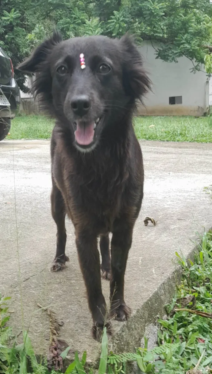 Cachorro ra a SRD-ViraLata idade 1 ano nome Amora