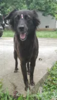 Amora
