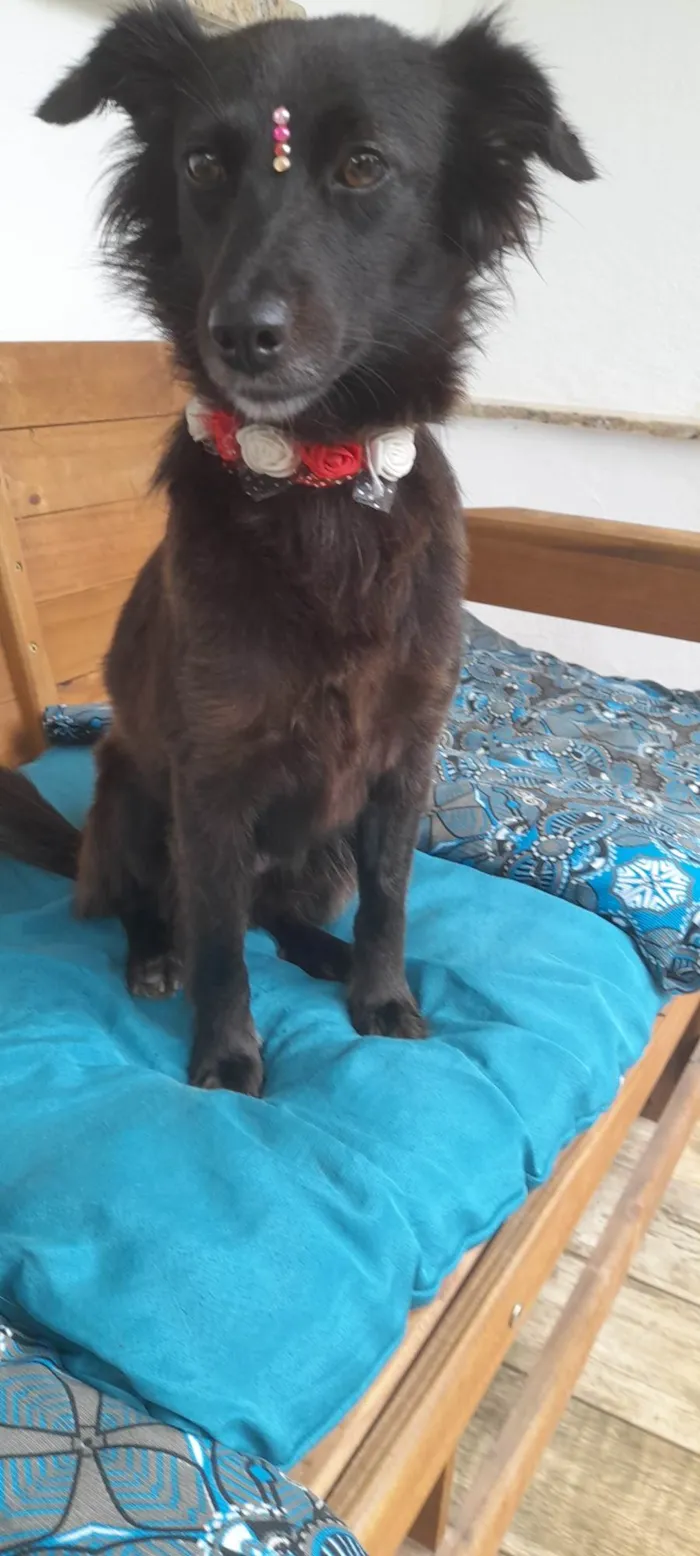 Cachorro ra a SRD-ViraLata idade 1 ano nome Amora