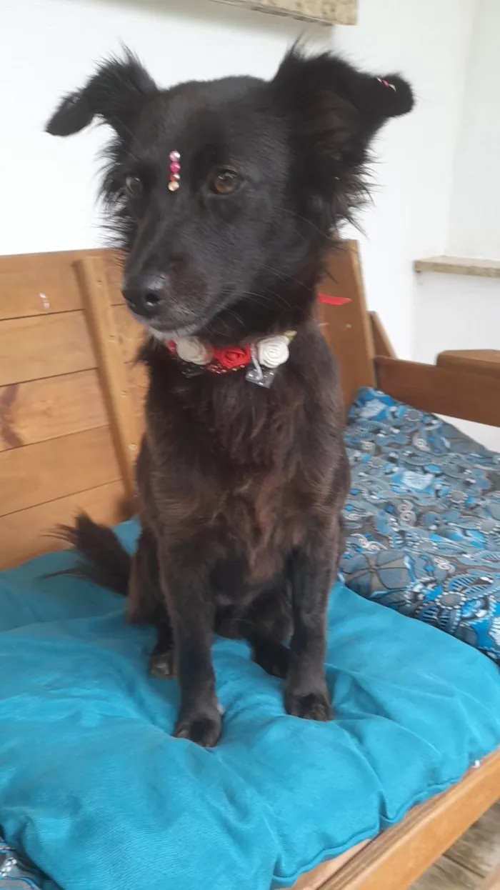 Cachorro ra a SRD-ViraLata idade 1 ano nome Amora