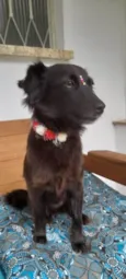 Amora