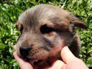 Cachorro raça Chow Chow misturada  idade Abaixo de 2 meses nome Rocambole (Hawkeye)