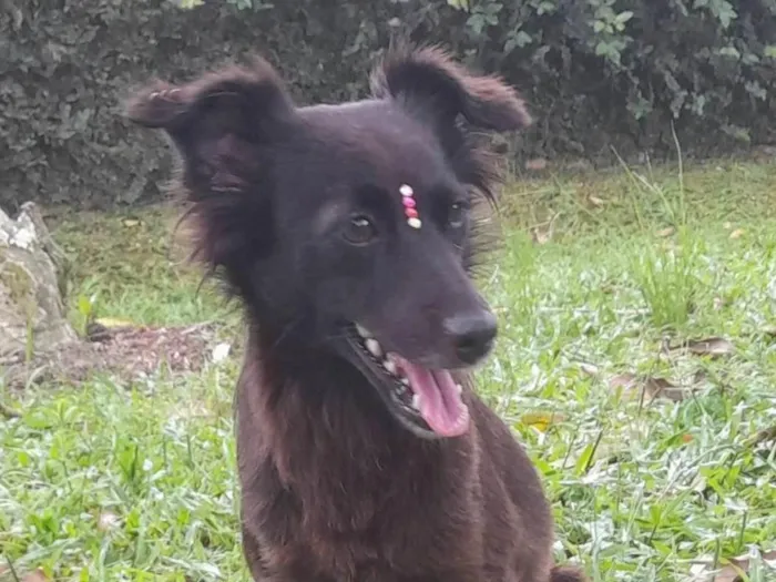 Cachorro ra a SRD-ViraLata idade 1 ano nome Amora