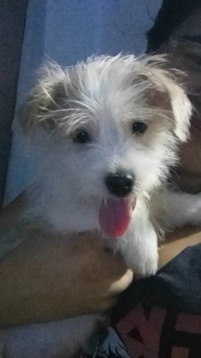 Cachorro ra a Não sei idade 7 a 11 meses nome Stark