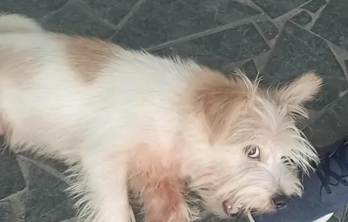 Cachorro ra a Não sei idade 7 a 11 meses nome Stark