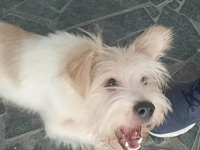 Cachorro ra a Não sei idade 7 a 11 meses nome Stark