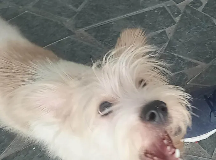 Cachorro ra a Não sei idade 7 a 11 meses nome Stark