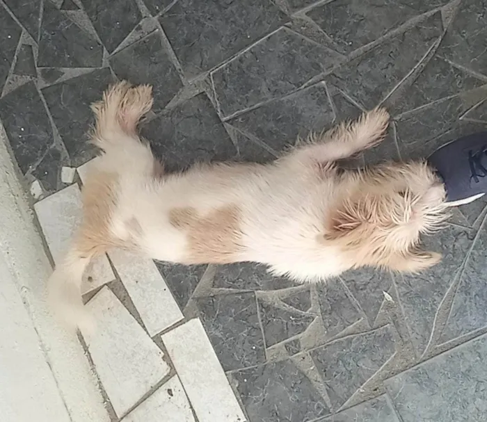 Cachorro ra a Não sei idade 7 a 11 meses nome Stark