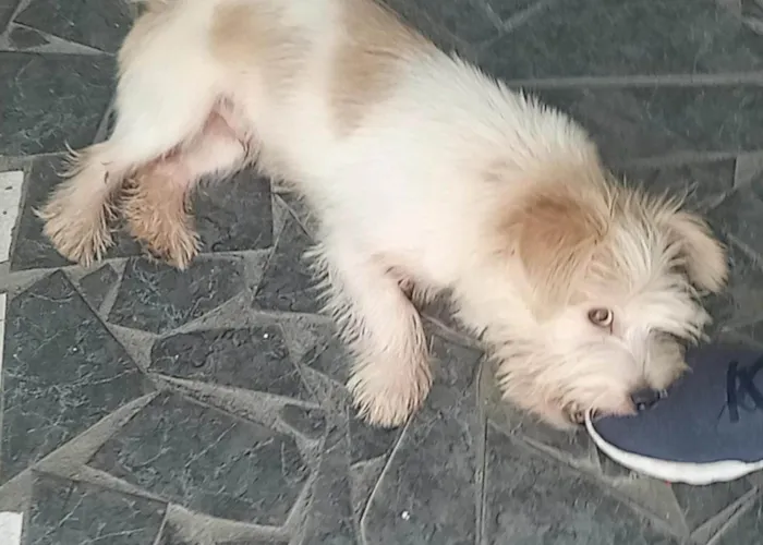 Cachorro ra a Não sei idade 7 a 11 meses nome Stark