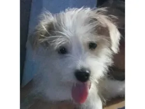Cachorro raça Não sei idade 7 a 11 meses nome Stark