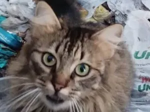 Gato raça SRD-ViraLata idade 2 anos nome SOL