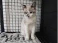 Tofu