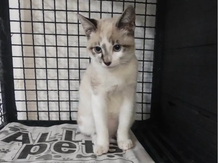 Gato ra a SRD-ViraLata idade 2 a 6 meses nome Tofu