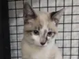 Tofu