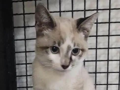 Gato ra a SRD-ViraLata idade 2 a 6 meses nome Tofu