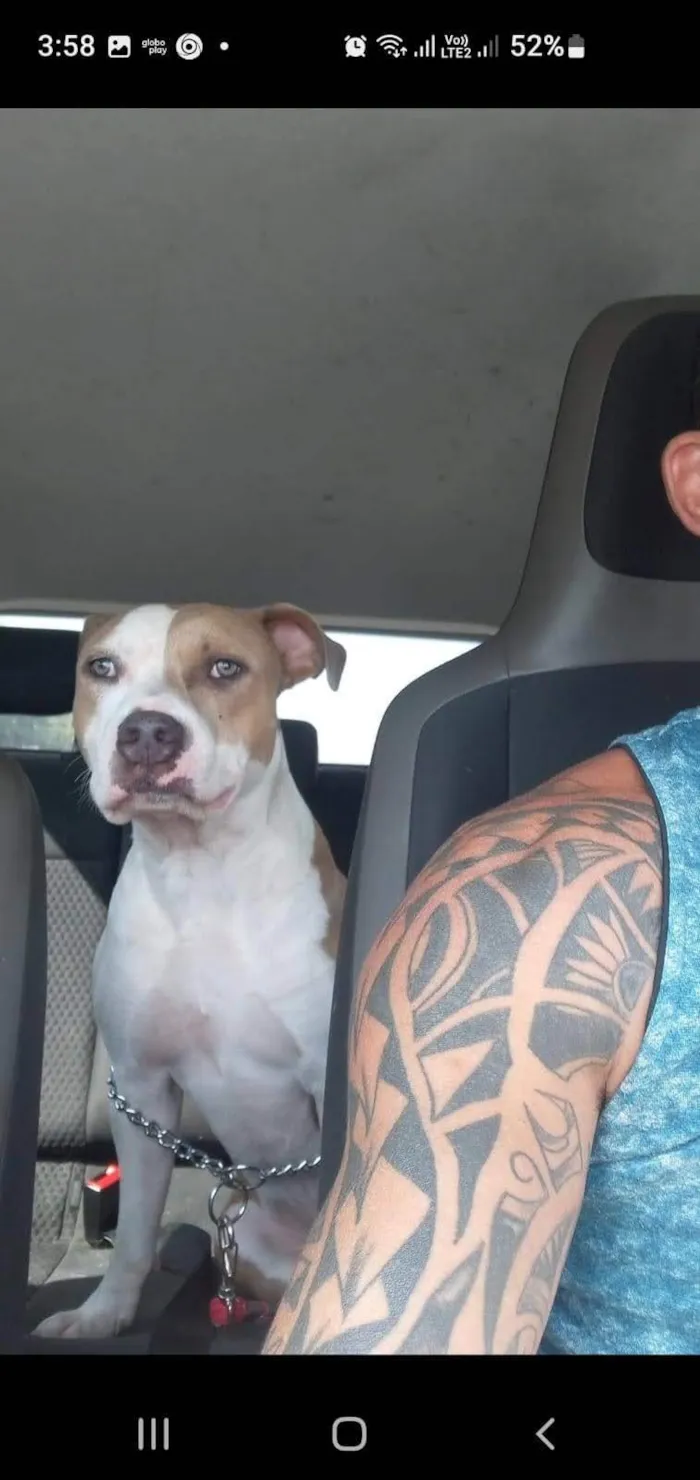 Cachorro ra a Pit-Bull idade 1 ano nome Eros