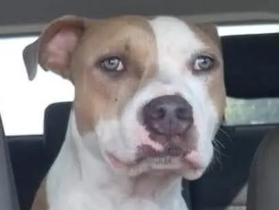 Cachorro ra a Pit-Bull idade 1 ano nome Eros