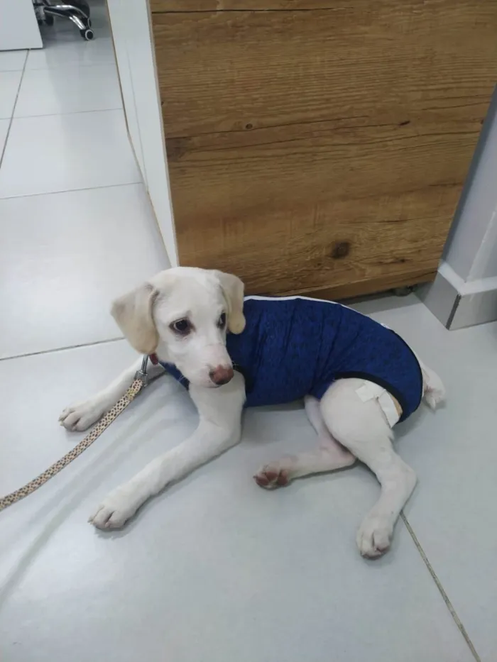 Cachorro ra a SRD-ViraLata idade 2 a 6 meses nome Bartô 