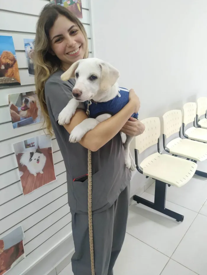 Cachorro ra a SRD-ViraLata idade 2 a 6 meses nome Bartô 