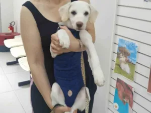 Cachorro raça SRD-ViraLata idade 2 a 6 meses nome Bartô 