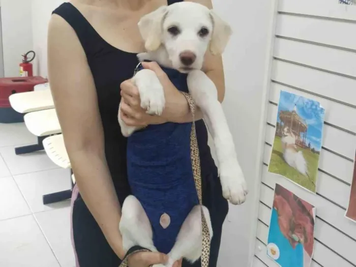 Cachorro ra a SRD-ViraLata idade 2 a 6 meses nome Bartô 