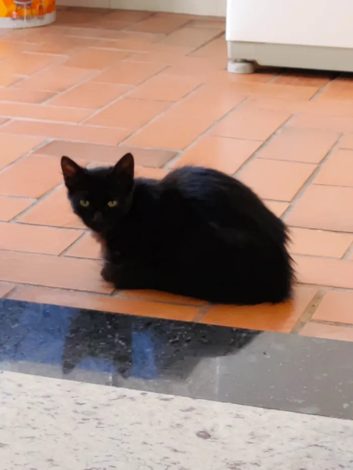Gato ra a SRD idade 7 a 11 meses nome Pretinha 