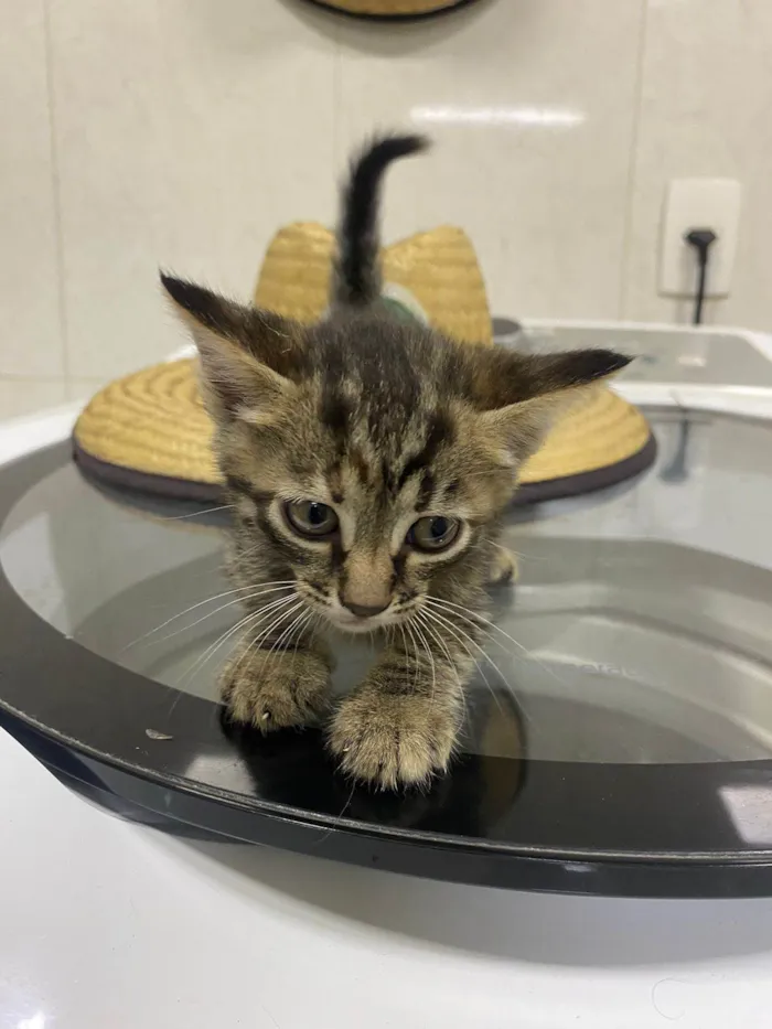 Gato ra a SRD idade 2 a 6 meses nome Ainda não tem nome 