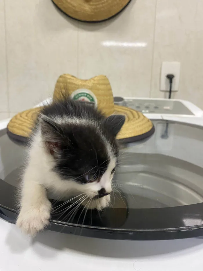 Gato ra a SRD idade 2 a 6 meses nome Ainda não tem nome 