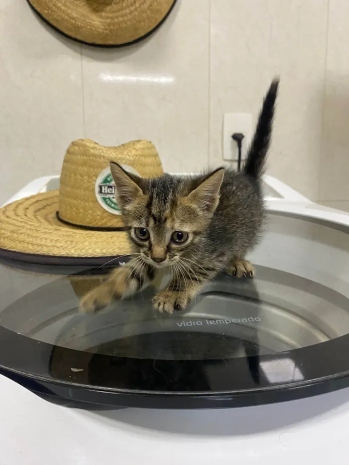 Gato ra a SRD idade 2 a 6 meses nome Ainda não tem nome 