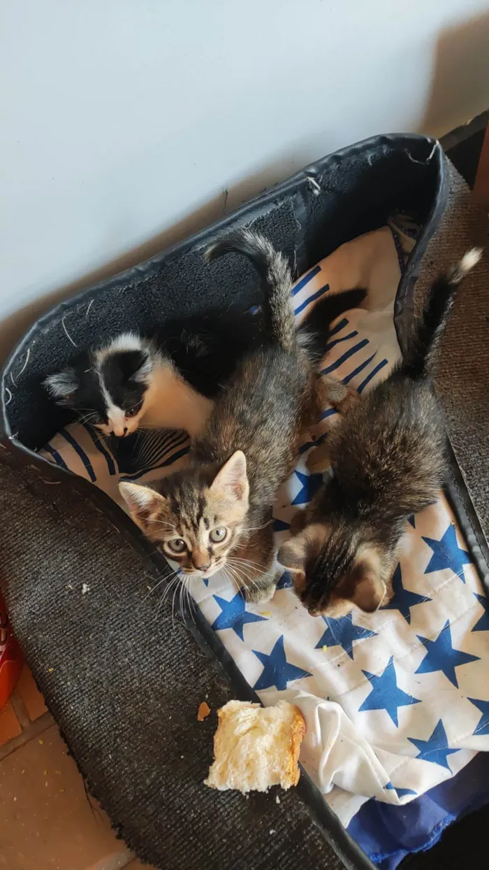 Gato ra a SRD idade 2 a 6 meses nome Ainda não tem nome 