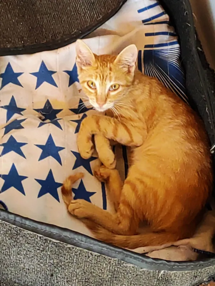 Gato ra a SRD idade 7 a 11 meses nome Amarelinho 