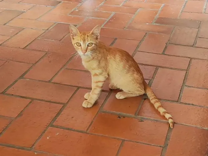 Gato ra a SRD idade 7 a 11 meses nome Amarelinho 