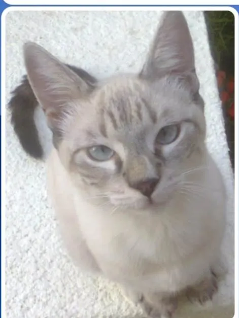 Gato ra a SRD-ViraLata idade 7 a 11 meses nome Buzz /Felix e Lince