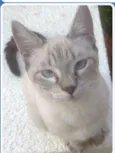 Buzz /Felix e Lince