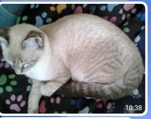 Gato ra a SRD-ViraLata idade 7 a 11 meses nome Buzz /Felix e Lince