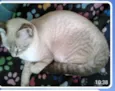Buzz /Felix e Lince