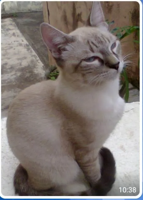 Gato ra a SRD-ViraLata idade 7 a 11 meses nome Buzz /Felix e Lince