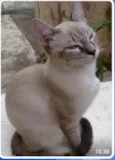 Buzz /Felix e Lince