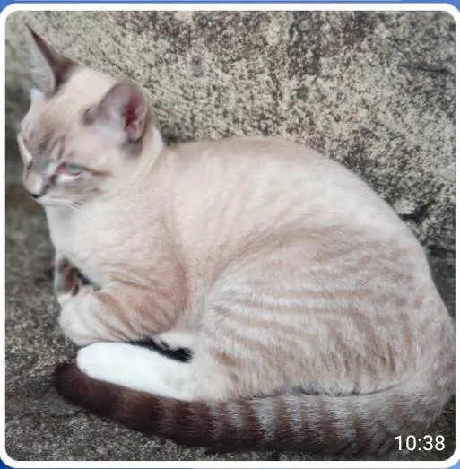 Gato ra a SRD-ViraLata idade 7 a 11 meses nome Buzz /Felix e Lince