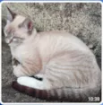 Buzz /Felix e Lince
