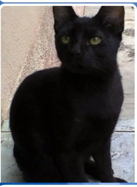 Gato ra a SRD-ViraLata idade 7 a 11 meses nome Buzz /Felix e Lince