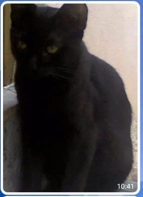 Gato ra a SRD-ViraLata idade 7 a 11 meses nome Buzz /Felix e Lince