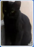 Buzz /Felix e Lince