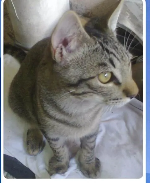 Gato ra a SRD-ViraLata idade 7 a 11 meses nome Buzz /Felix e Lince