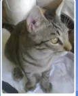 Buzz /Felix e Lince