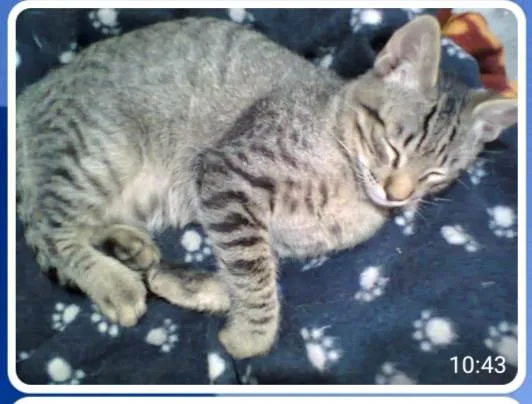 Gato ra a SRD-ViraLata idade 7 a 11 meses nome Buzz /Felix e Lince