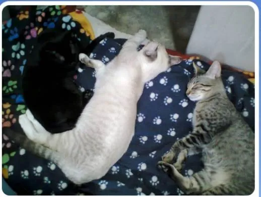 Gato ra a SRD-ViraLata idade 7 a 11 meses nome Buzz /Felix e Lince
